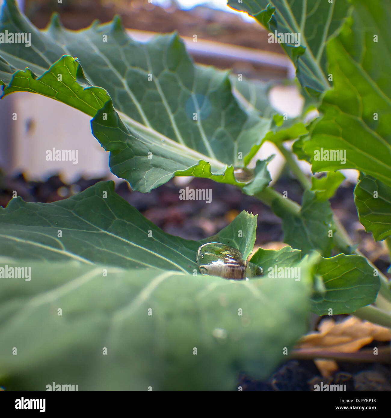 aquaponic stockfotos & aquaponic bilder - alamy