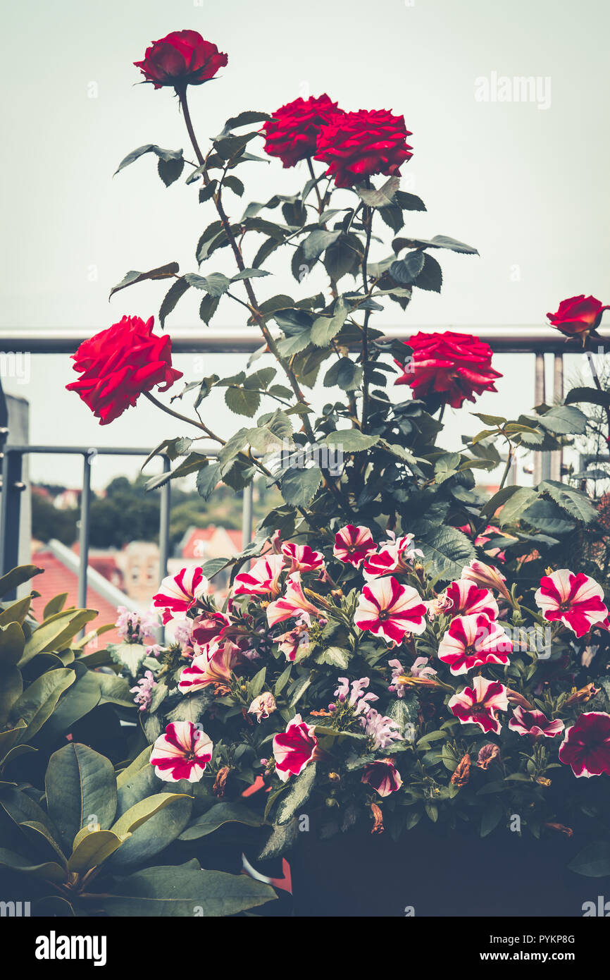 Herbst Balkon Garten mit Rosen und Petunia. Verschiedene Blumen Töpfe und dekorativen Pflanzen Blätter auf der Terrasse. Urban Gardening Stockfoto