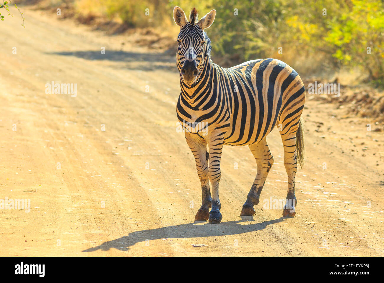 Afrikanische Zebra stehend auf der Schotterpiste. Game Drive Safari im Marakele National Park, Teil des Waterberg Biosphäre in der Limpopo Provinz, Südafrika in der Nähe von Johannesburg und Pretoria. Stockfoto