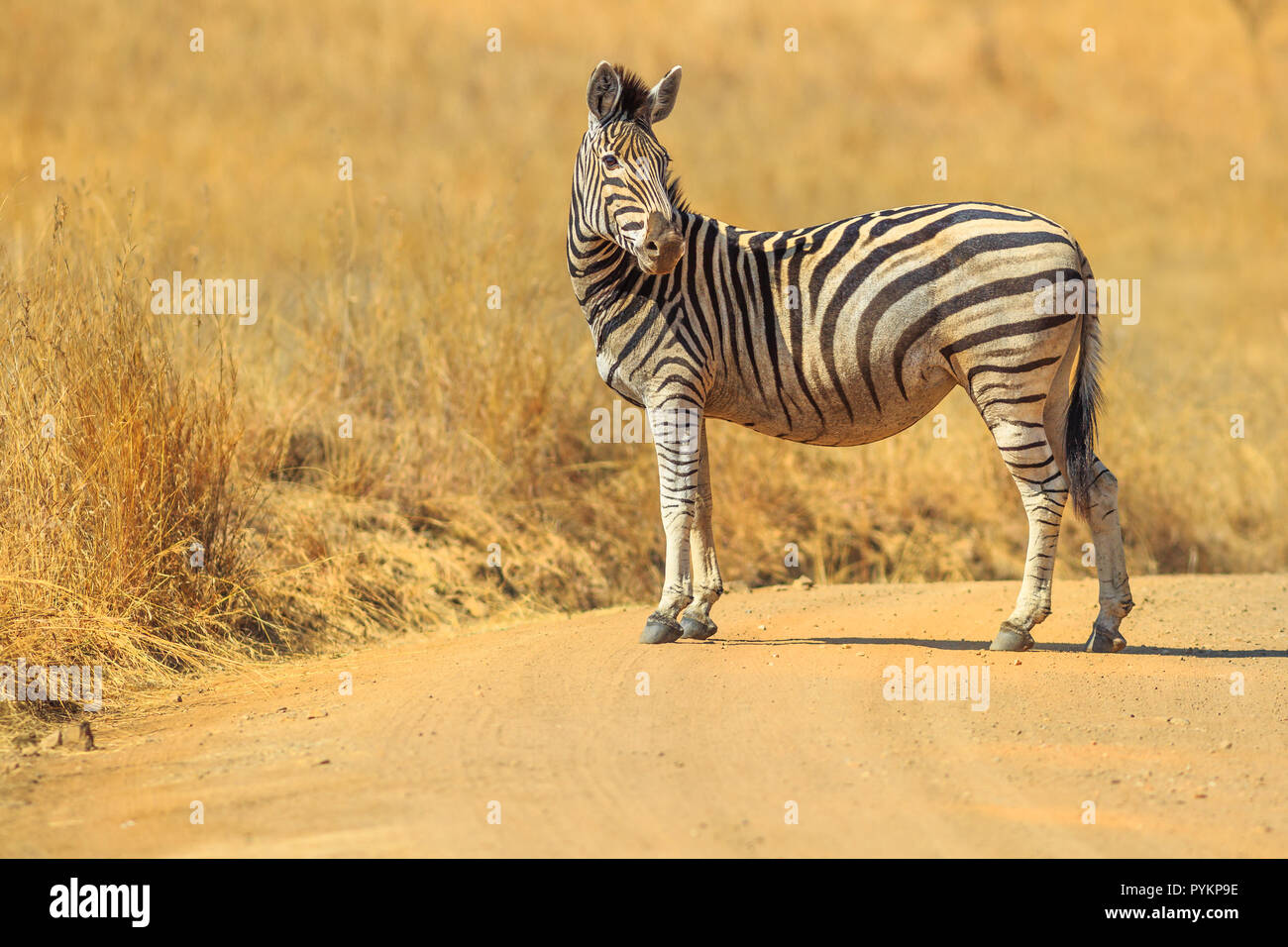 Seitenansicht der Afrikanischen Zebra stehend auf der Schotterpiste. Game Drive Safari in Madikwe Game Reserve in Südafrika an der Grenze zu Botswana. Unscharfer Hintergrund und Kopieren. Stockfoto