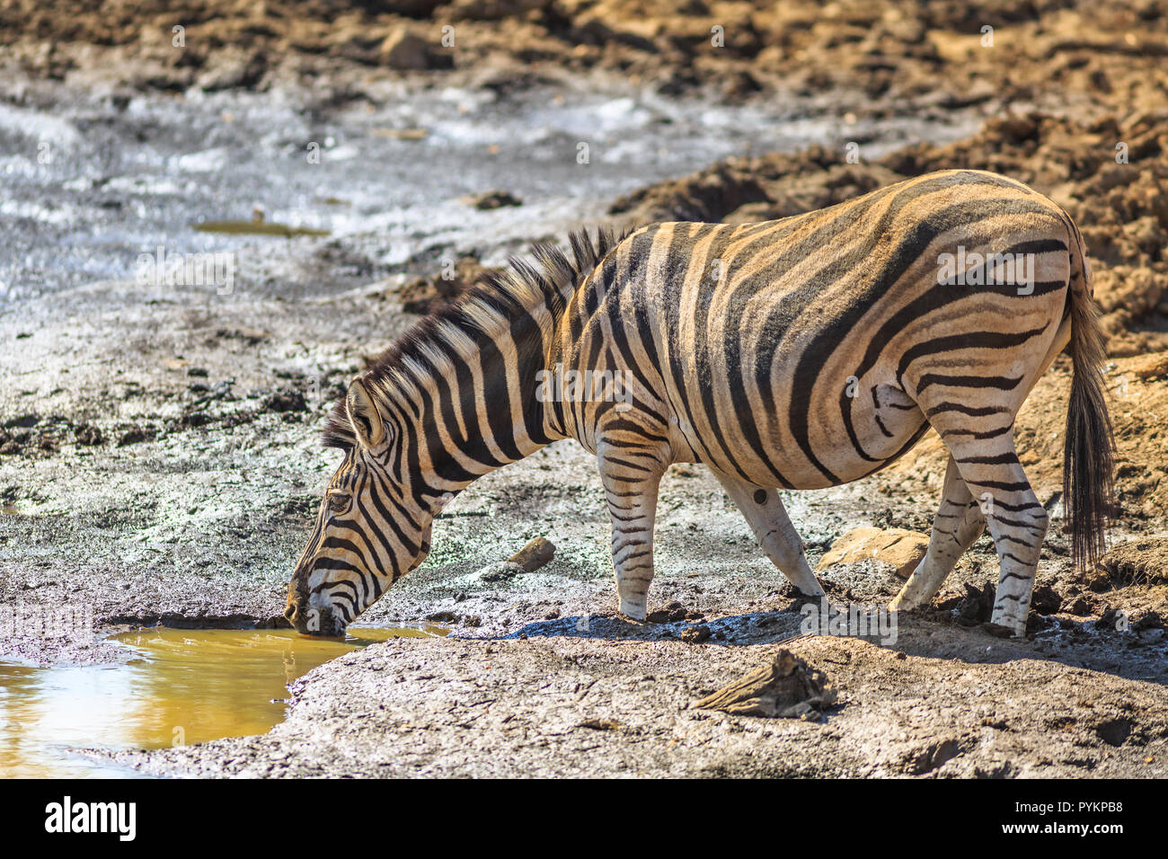 Seitenansicht der Afrikanischen Zebra Trinken des Wassers in einem Teich. Game Drive Safari in Madikwe Game Reserve, Südafrika, an der Grenze zu Botswana. Unscharfer Hintergrund. Stockfoto