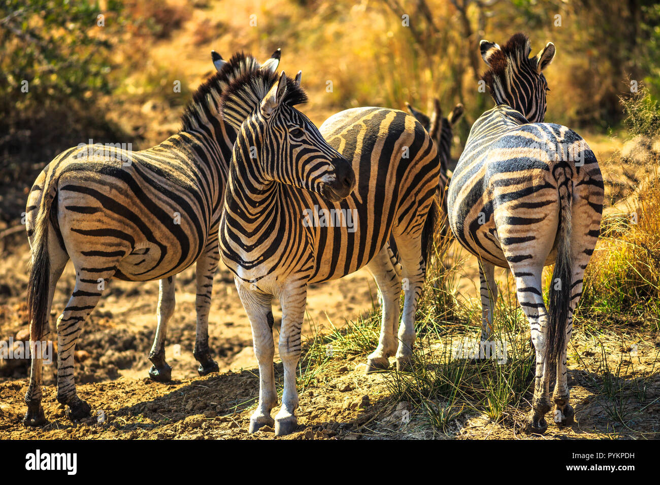 Game Drive Safari. Drei afrikanischen Zebras in Madikwe Game Reserve, Südafrika, an der Grenze zu Botswana. In der Nähe der Kalahari Wüste. Stockfoto