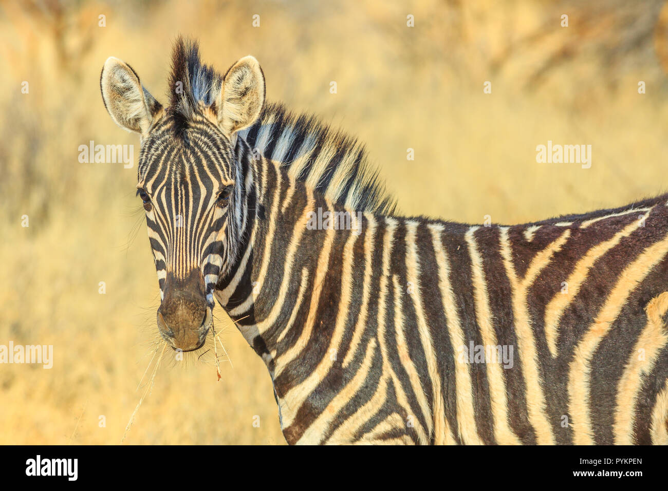 Nahaufnahme der Afrikanischen Zebra stehend in Madikwe Game Reserve, Südafrika, an der Grenze zu Botswana in der Nähe der Kalahari Wüste. Game Drive Safari. Unscharfer Hintergrund. Stockfoto