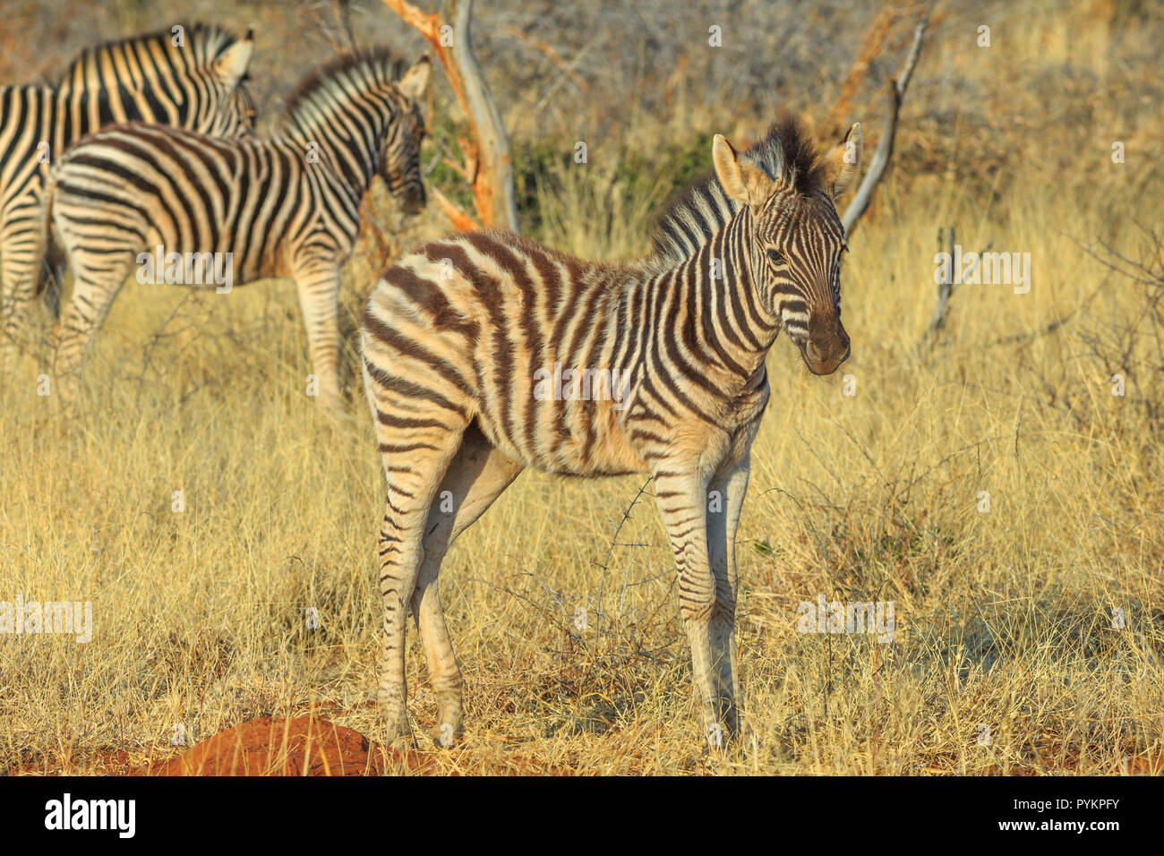 Junge Zebras mit Familie in Madikwe Game Reserve, Südafrika, an der Grenze zu Botswana in der Nähe der Kalahari Wüste. Game Drive Safari. Stockfoto