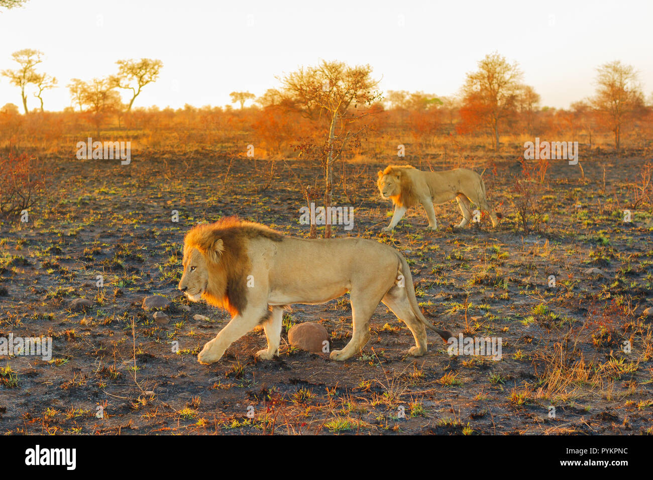 Zwei Männliche Löwen in der Savanne bei Sonnenaufgang im Krüger Nationalpark, Südafrika. Panthera leo in der Natur Lebensraum. Der Löwe ist ein Teil der Großen Fünf. Stockfoto