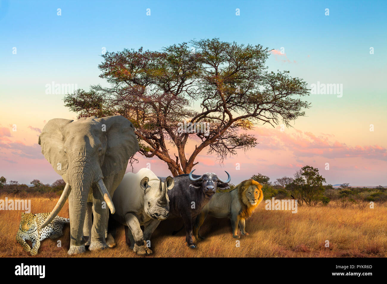 Die afrikanischen "Big Five": Leopard, Elefant, Spitzmaulnashorn, Büffel und Löwen in der Savanne Landschaft bei Sonnenuntergang. Safari Szene mit wilden Tieren. Wildlife Hintergrund. Stockfoto