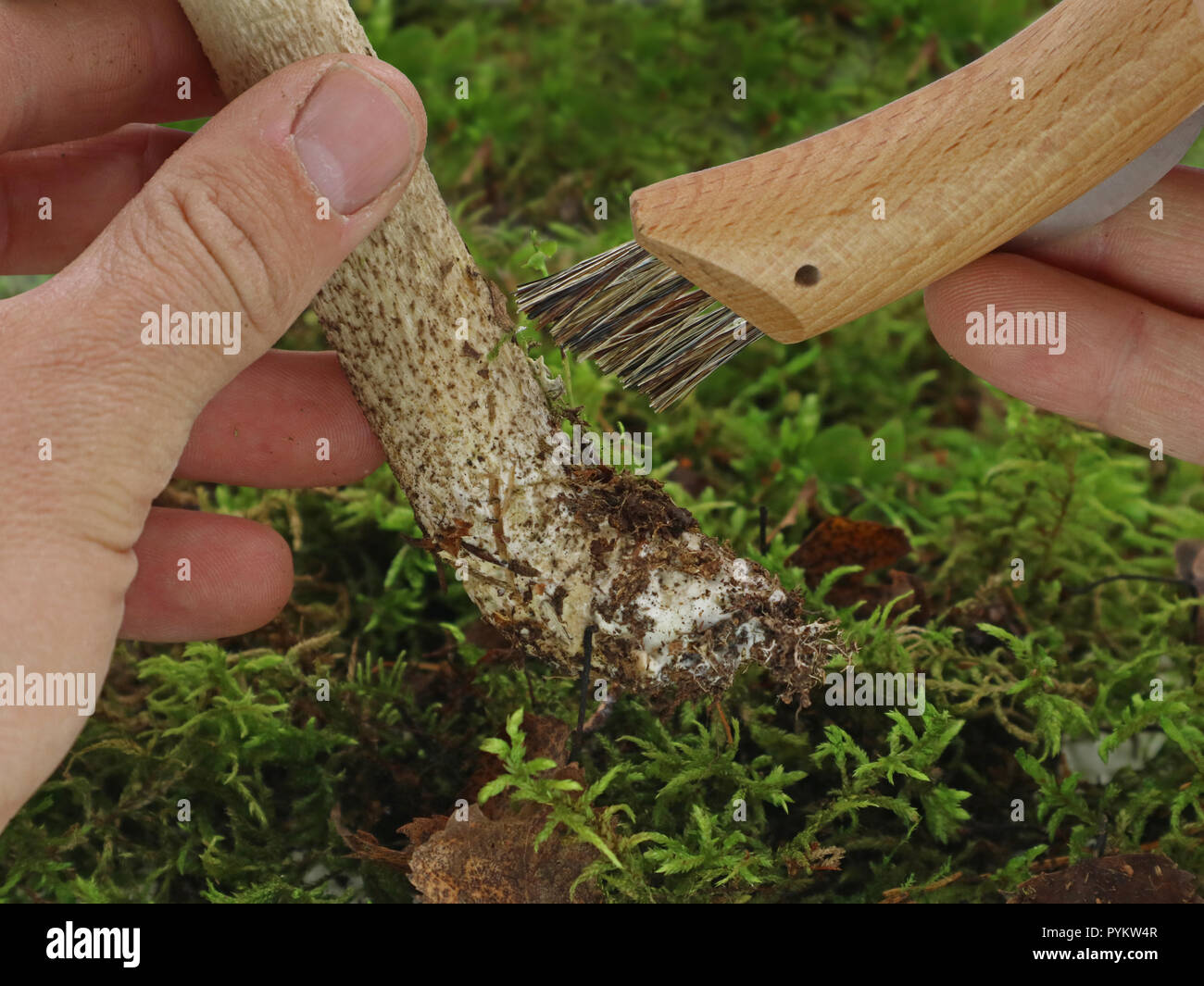 Nahaufnahme männlicher Hand ist Reinigung Pilz im Moos mit einer Bürste Stockfoto