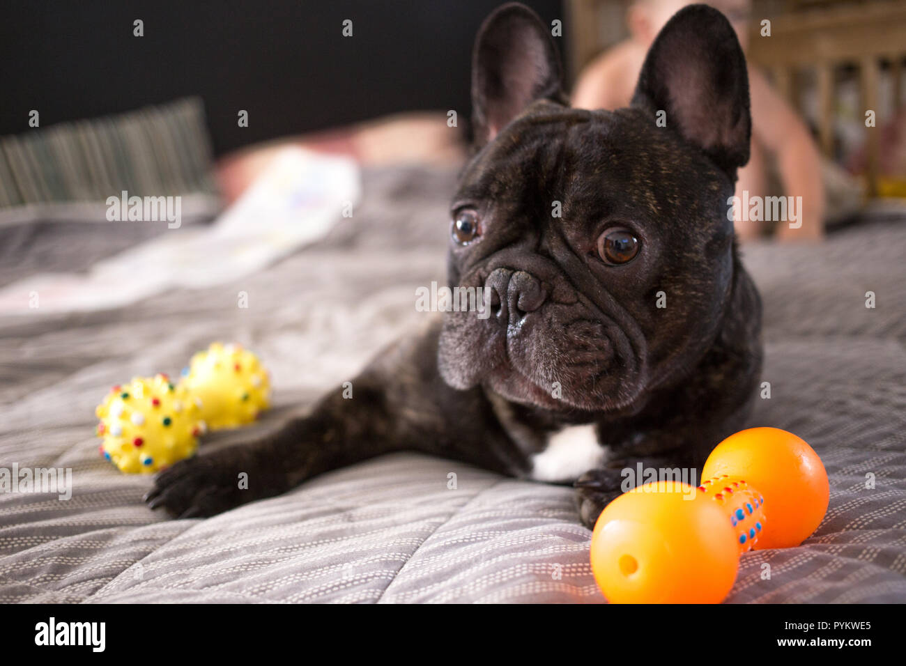 Nahaufnahme brindle Französische Bulldogge spielen mit seinem Spielzeug auf dem Bett Stockfoto