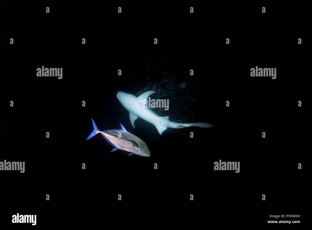 Tawny Ammenhaie, Nebrius Art und Rotem Trevally, Caranx melampygus schwimmt in der Nacht. Froschperspektive Stockfoto