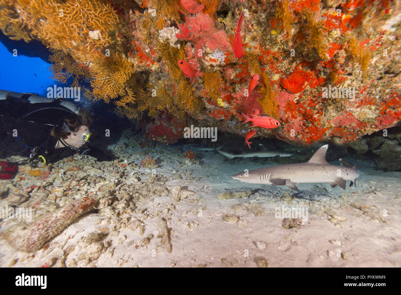 Weibliche Scuba Diver schauen Sie sich auf der Schule von Babys Weißspitzen-Riffhai, Triaenodon obesus versteckt sich unter Coral Reef in der Höhle Stockfoto