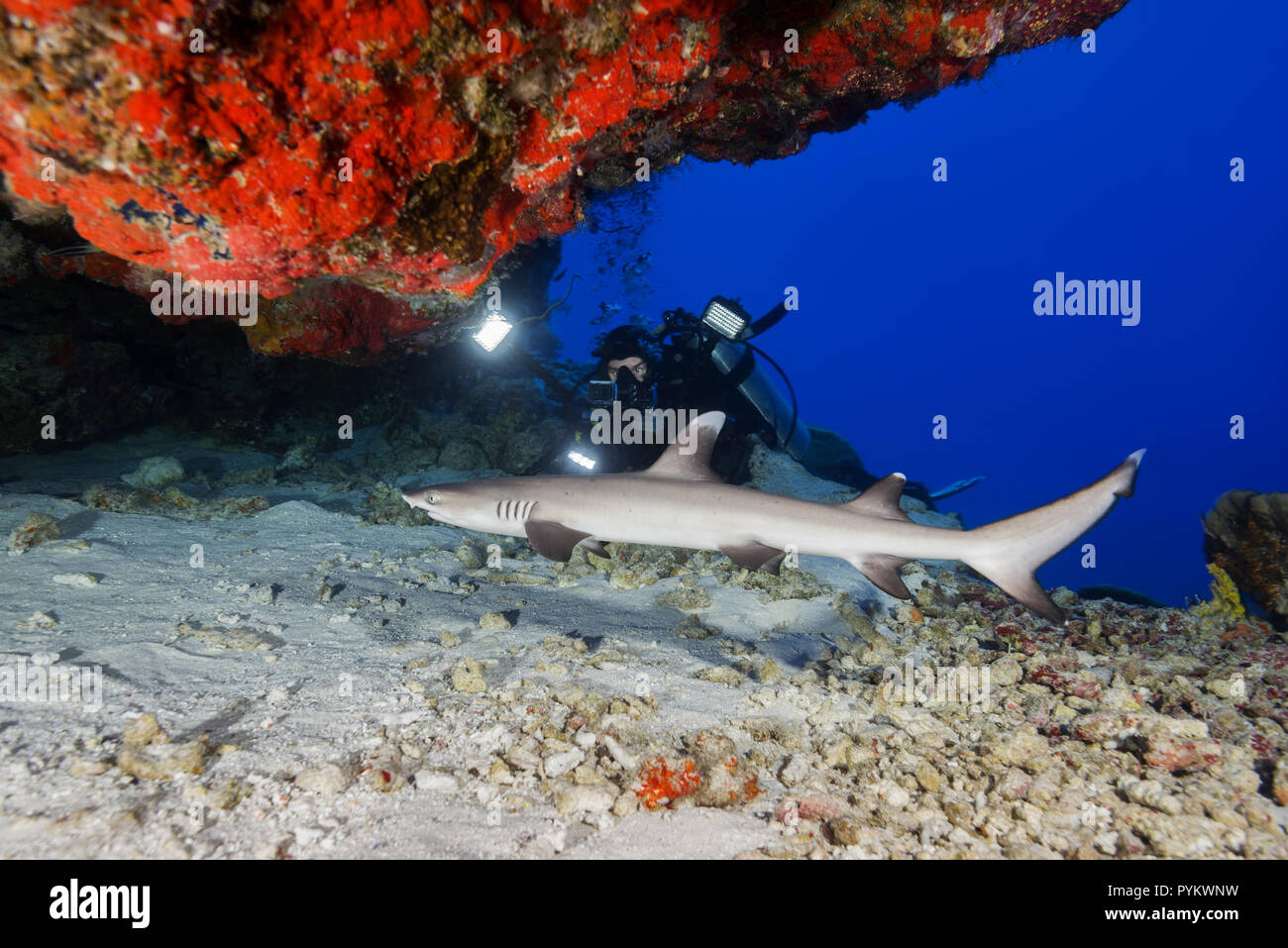 Scuba Diver schießen einen Weißspitzen-Riffhai, Triaenodon obesus versteckt sich unter Coral Reef in der Höhle Stockfoto