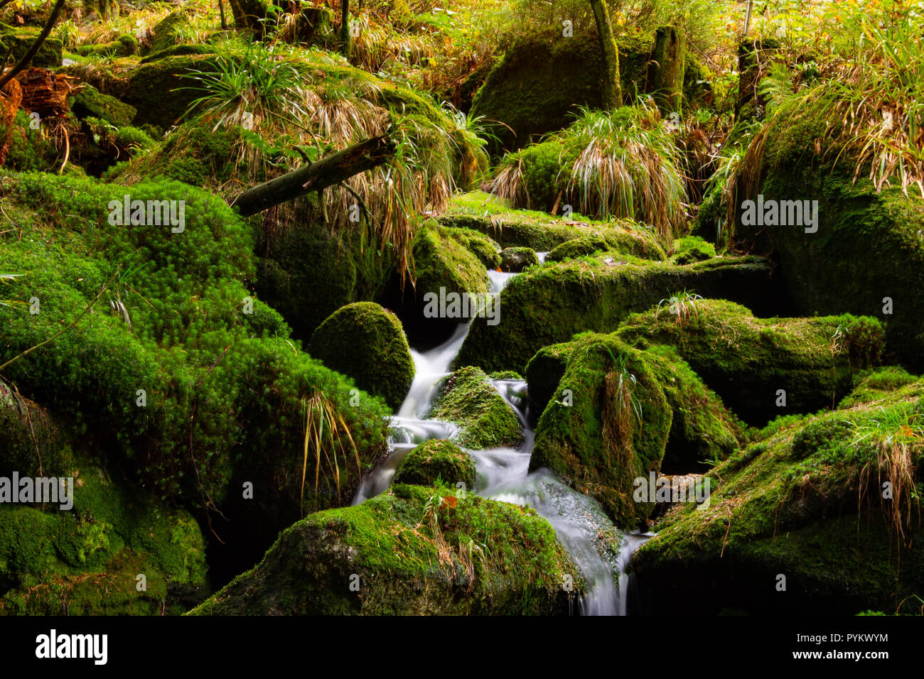 Wald-Fluss Stockfoto