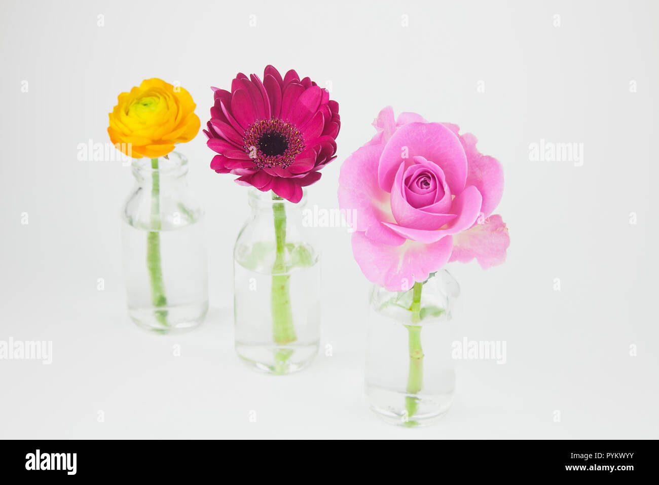 Studio shot von Schnittblumen in der Glasflasche. Stockfoto