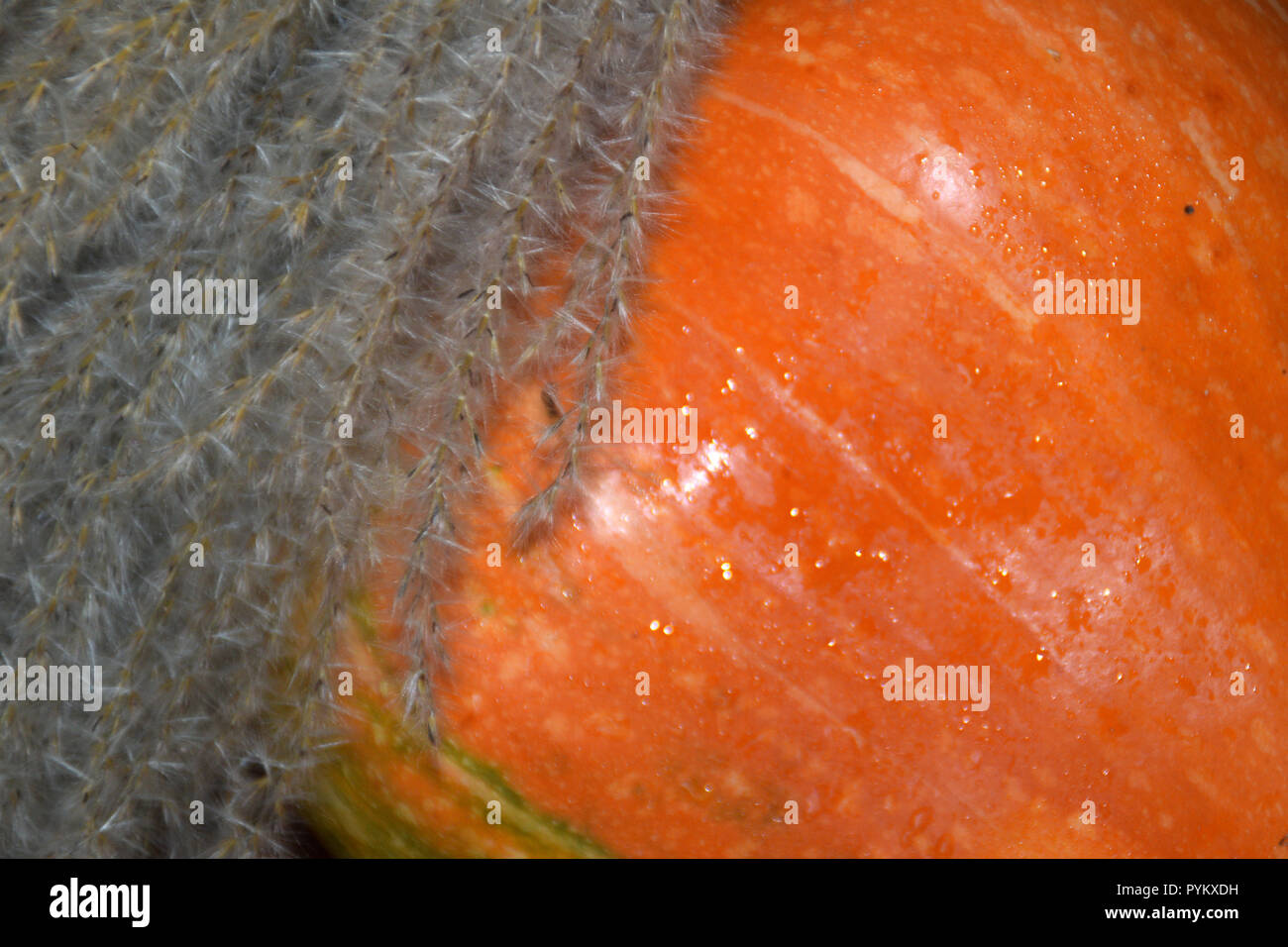 Herbst Ernte - Ziergräser und orange Kürbis. Stockfoto