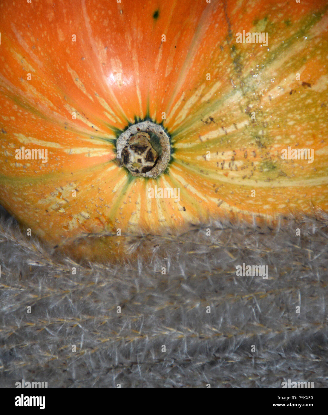Herbst Ernte - Ziergräser und orange Kürbis. Stockfoto