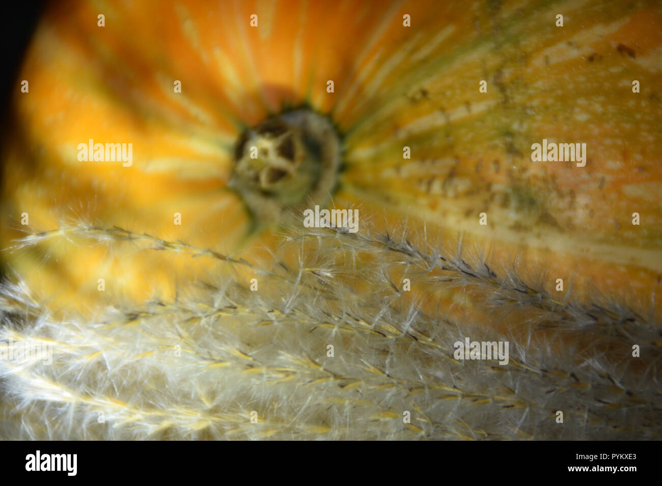 Herbst Ernte - Ziergräser und orange Kürbis. Stockfoto