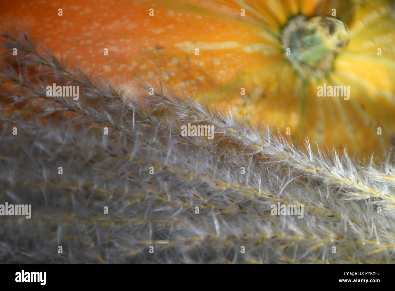 Herbst Ernte - Ziergräser und orange Kürbis. Stockfoto