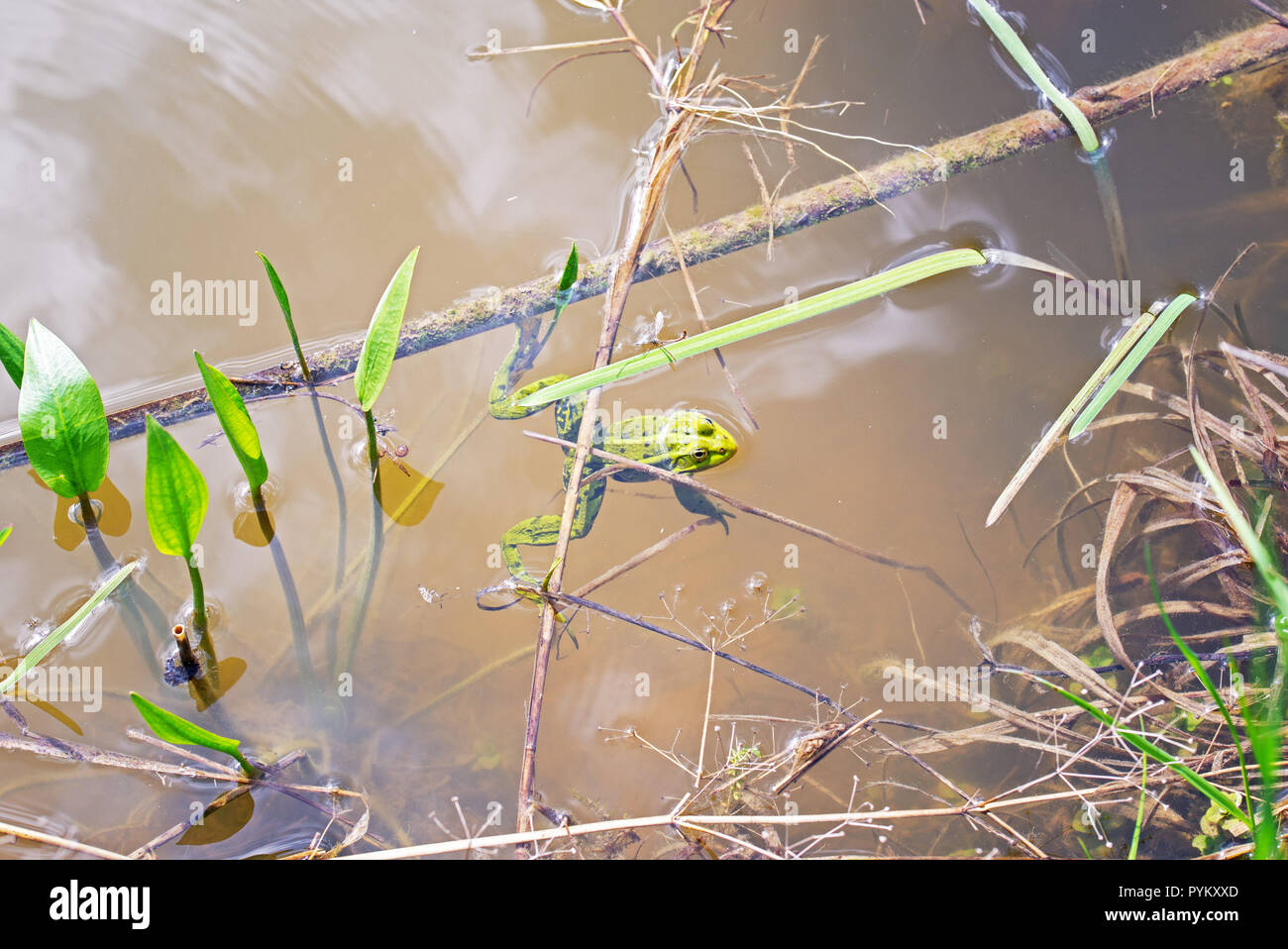 Frosch im Wasser in der Nähe des Teiches versteckt Stockfoto