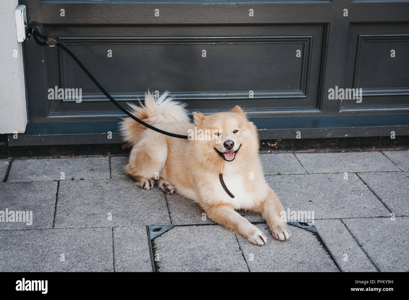 Glucklicher Hund Festlegung Auf Dem Burgersteig Leine Um Den Haken Gebunden Warten Auf Den Eigentumer Ausserhalb Ein Geschaft In London Uk Stockfotografie Alamy