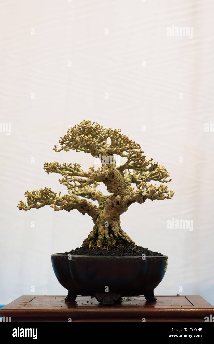 Bonsai Baum auf weißem Hintergrund. Japanische fach Pflanzung oder japanische Kunst. Natur Konzept Stockfoto