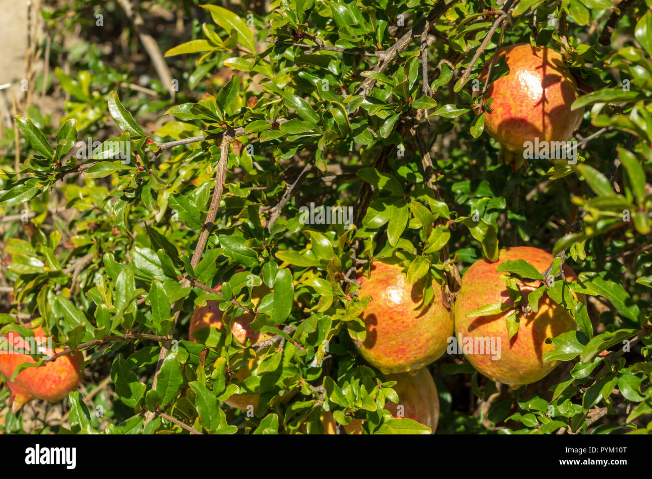 Wann Ist Ein Granatapfel Reif Reifer Granatapfel Fuhlt Sich