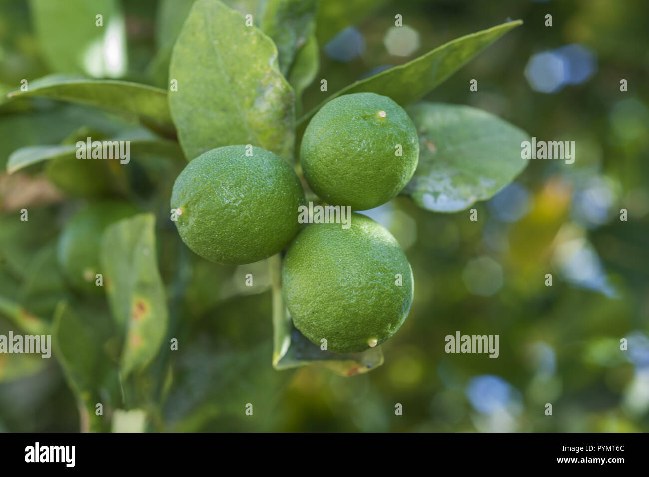 Branchen Lime Tree mit Früchten Stockfoto