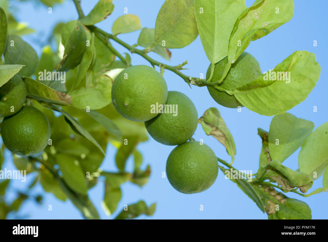 Branchen Lime Tree mit Früchten auf dem blauen Himmel Hintergrund Stockfoto