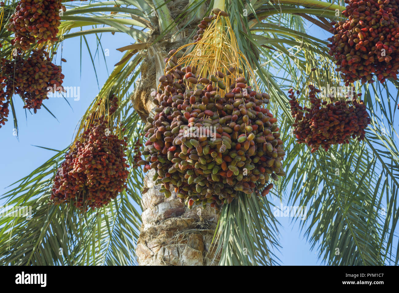 Rote früchte Termine am Tag Palm auf dem Hintergrund des blauen Himmels Reif Stockfoto