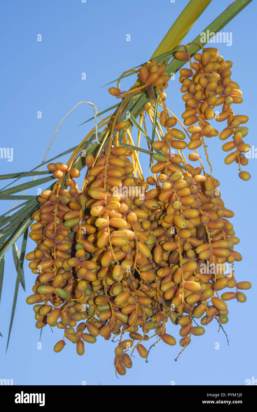 Gelbe Früchte Termine am Tag Palm auf dem Hintergrund des blauen Himmels Reif Stockfoto