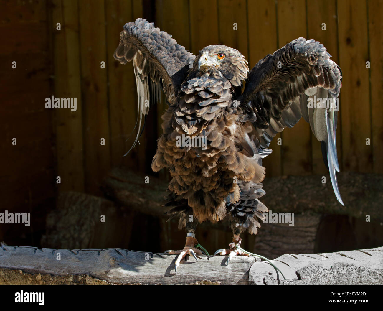 Kinder sie Eagle (Terathopius ecaudatus) Stockfoto