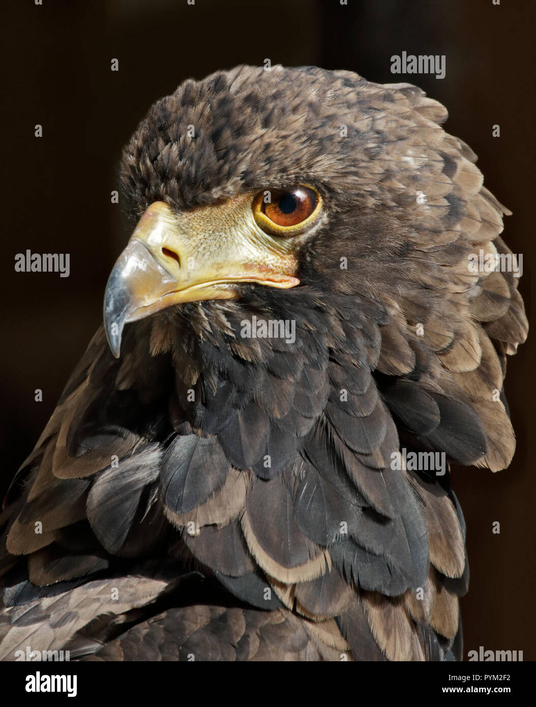 Kinder sie Eagle (Terathopius ecaudatus) Stockfoto