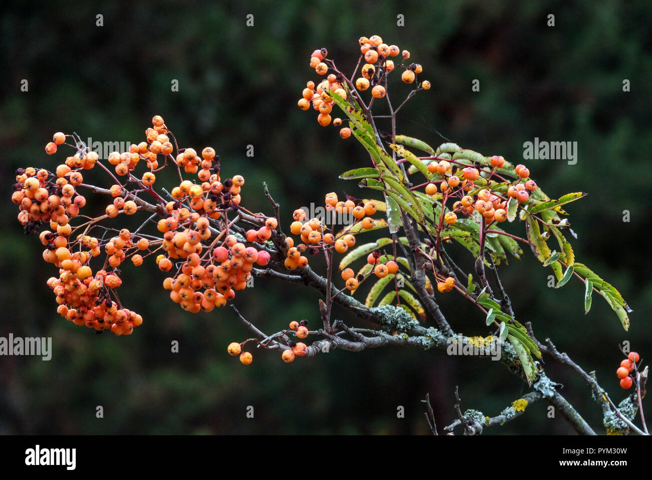 Rowan, Sorbus "Brilliant gelb" Stockfoto