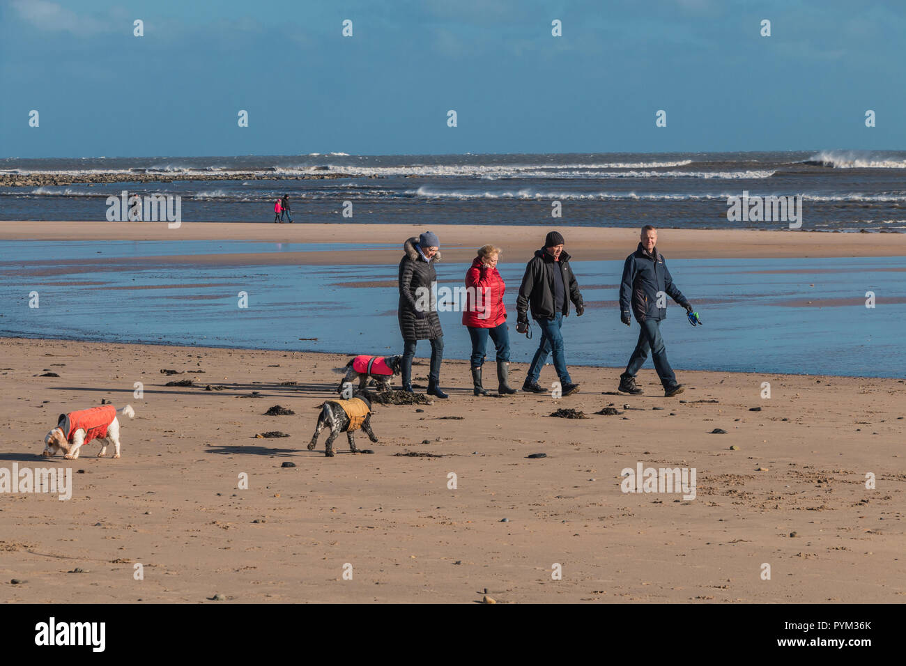 Die Menschen ihre Spaniel Hunde am Strand Alnmouth, Northumberland Küste AONB, Großbritannien auf ein erfrischendes Wintertag mit einem lebhaften Wind und Sonnenschein Stockfoto