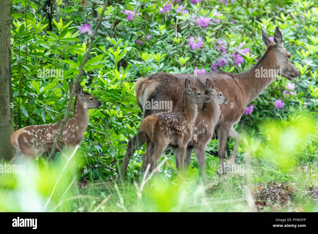 Baby Hirsche (1-3 Tage alt) genießen Sie Ihre ersten Schritte im Richmond Park als Parkwächter gegen Besucher zu nahe bei der Geburt sich Rotwild, warnen Stockfoto