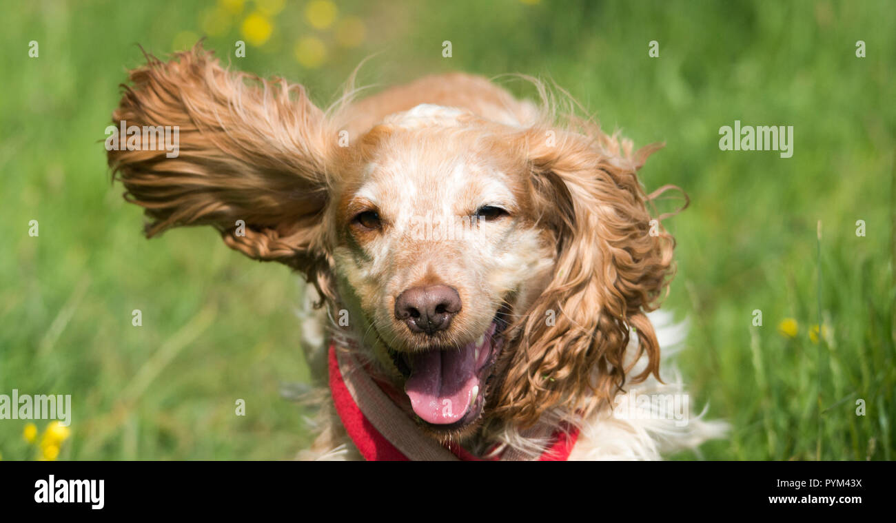 Cocker Spaniel läuft Stockfoto
