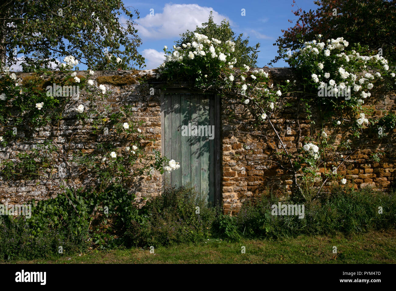 Weiße Kletterrose um hölzerne Tür und Wand zu Englischer Garten, England, Europa Stockfoto