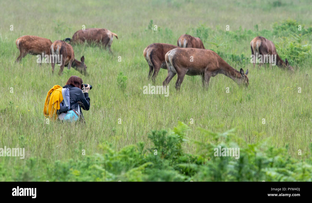 Baby Hirsche (1-3 Tage alt) genießen Sie Ihre ersten Schritte im Richmond Park als Parkwächter gegen Besucher zu nahe bei der Geburt sich Rotwild, warnen Stockfoto