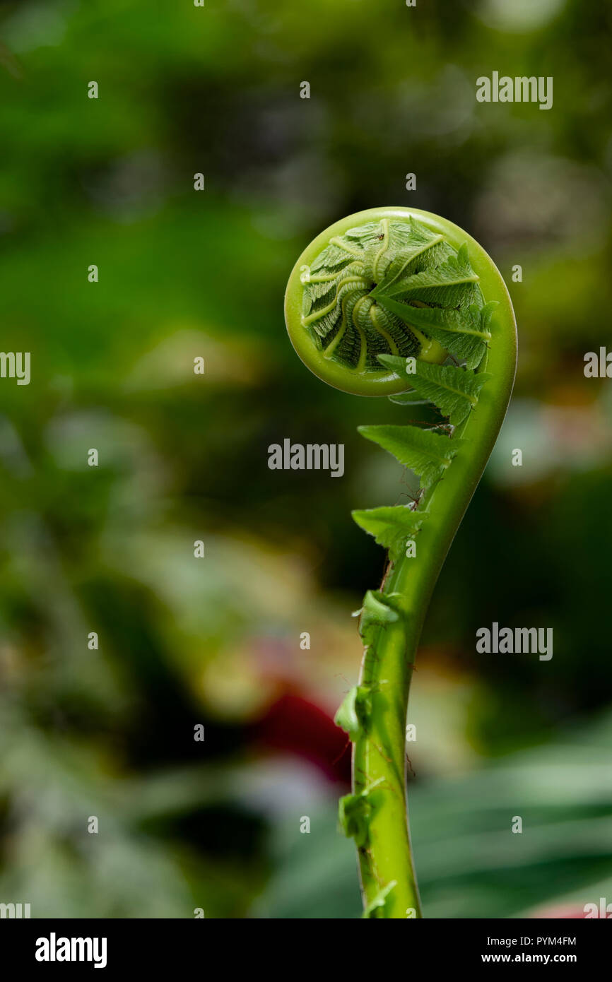 Junger farn Bltter in runder Form gerollt mit nassen und toten Pelz in  Regenwald bedeckt, tropischen Wald von Malaysia Stockfotografie - Alamy