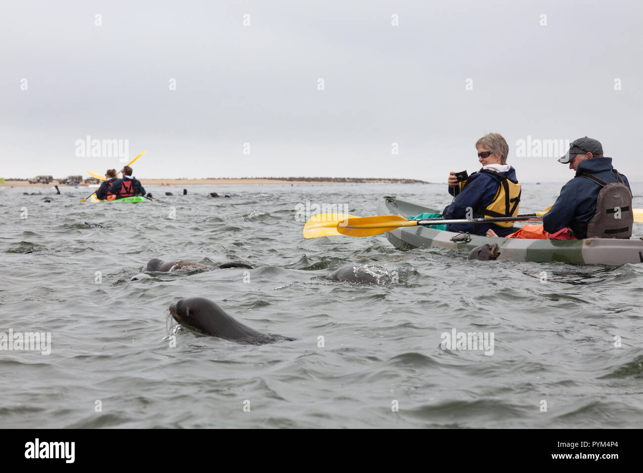 Namibia Tourism - Touristen paddeln Kajaks zu sehen und spielen mit Seelöwen, Walvis Bay, Namibia, Afrika Stockfoto