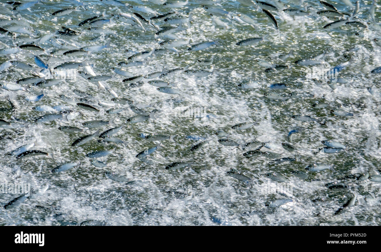 Schwarm Fische springen aus dem Wasser ein räuberischer Fisch in den Matanzas River in St Augustine Florida USA zu entkommen Stockfoto