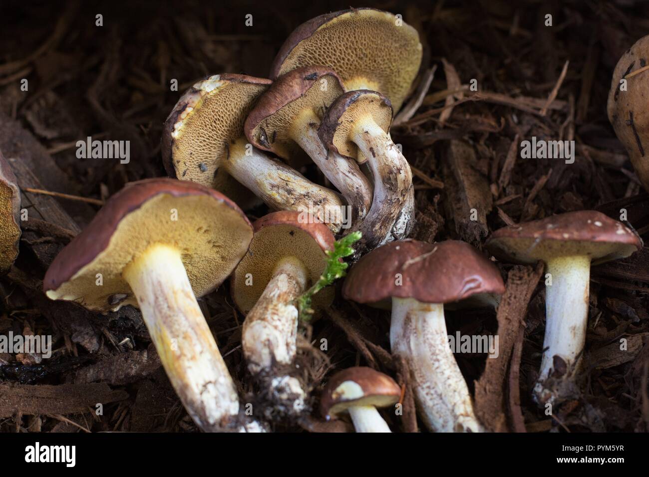 Würzige suillus Pilze im Mushroom Festival in Eugene, Oregon, USA