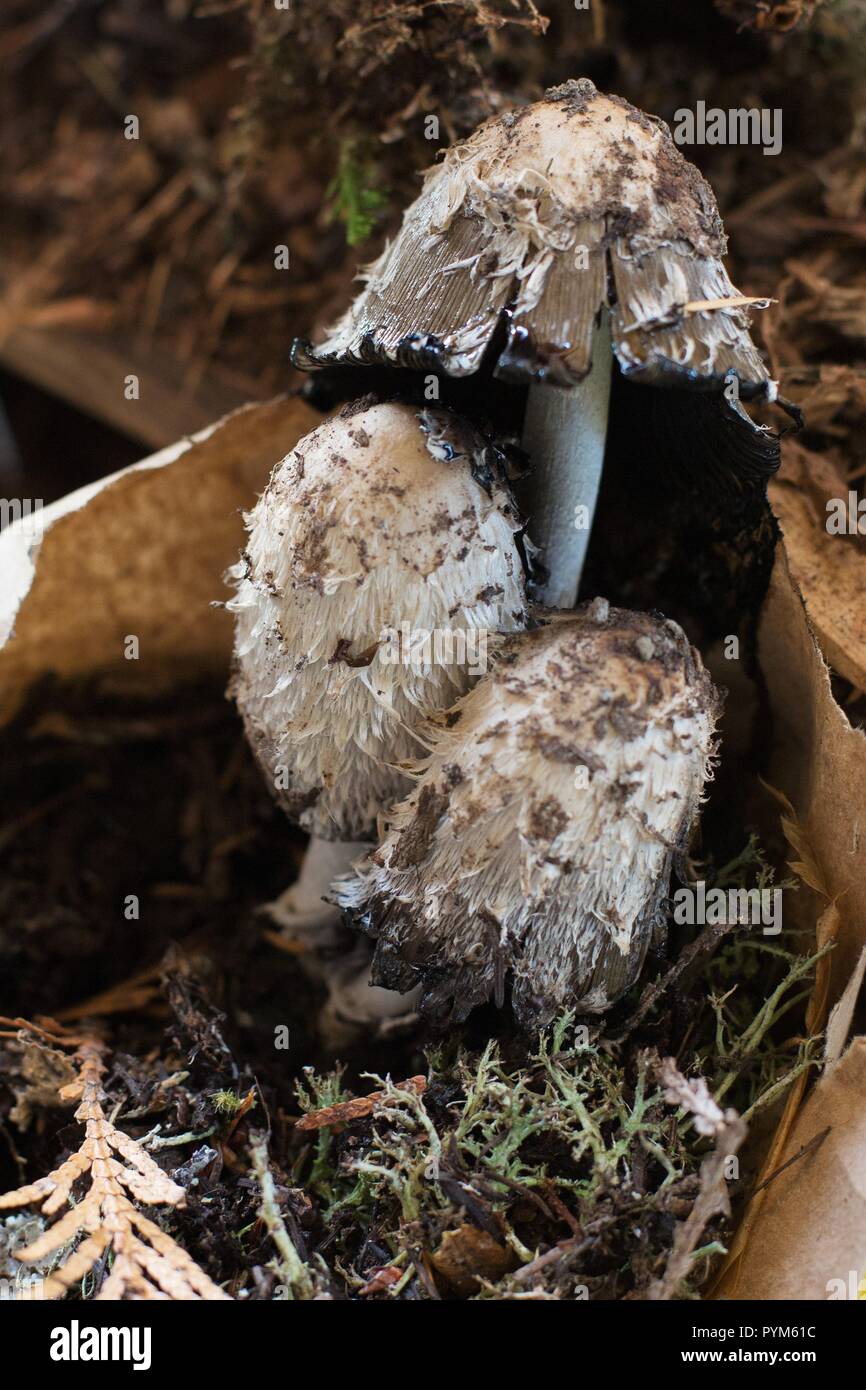 Shaggy Mane Pilze Stockfoto