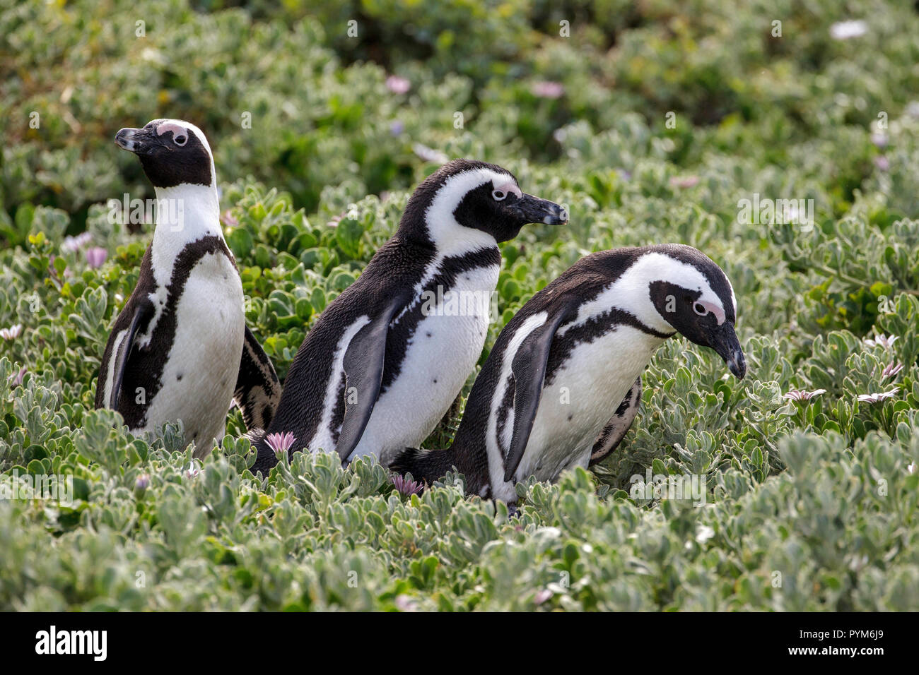 Afrikanische Pinguin Spheniscus demersus Kapstadt, Western Cape, Südafrika 1 September 2018 nach spheniscidae auch bekannt als Jackass Pinguin Stockfoto
