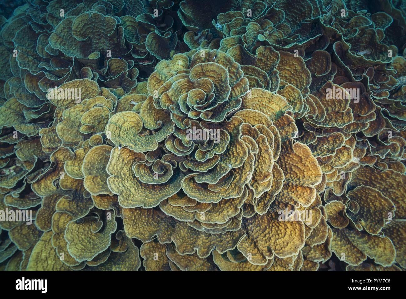 Coral Kolonien Mycedium, Salat Korallen. High-Angle Shot, Hintergrund Stockfoto