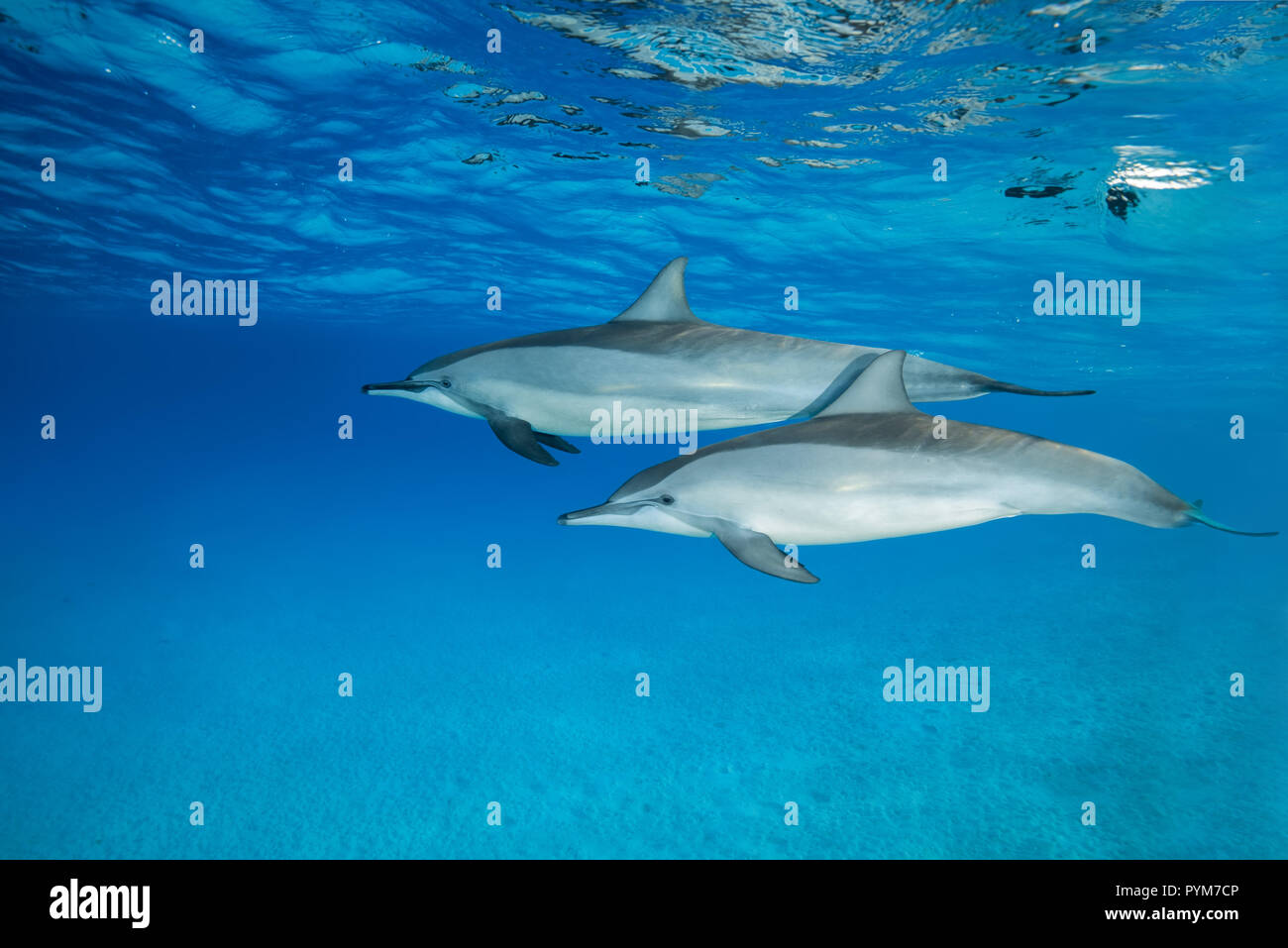 Paar Spinner Dolphin, Stenella longirostris Schwimmen im blauen Wasser Stockfoto