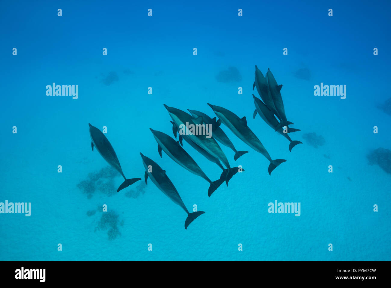 Ein Pod von Spinner Dolphin, Stenella longirostris, Schwimmen im blauen Wasser über sandigem Grund. Ansicht von oben Stockfoto