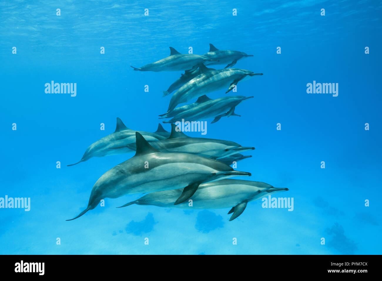 Ein Pod von Spinner Dolphin, Stenella longirostris, schwimmen Sie im blauen Wasser unter der Oberfläche Stockfoto
