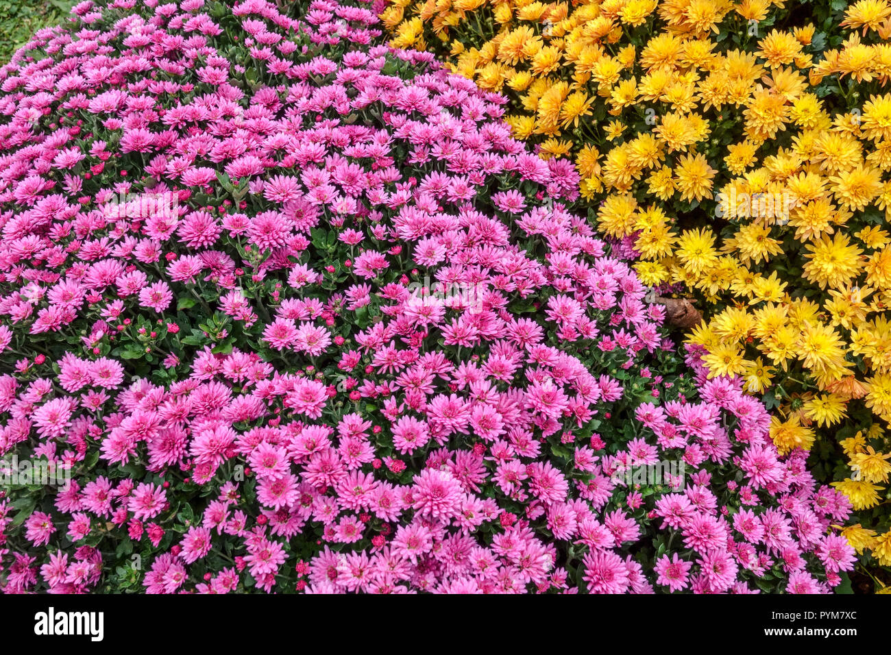 Lila gelbe Chrysantheme, Herbstblumen im Garten, Kontrast und bunte Bett Stockfoto