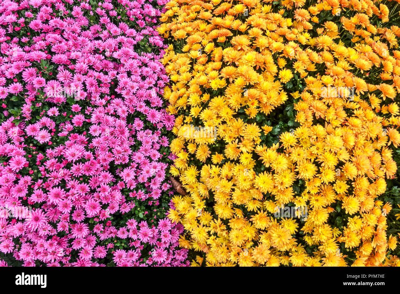 Chrysantheme, Herbst Blumen im Herbst Garten, Kontrast und bunten Bed Stockfoto