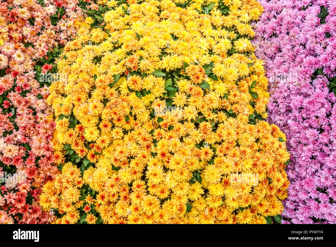 Mütter Herbstblumen im Garten, Kontrast und bunte Bett Chrysanthemums Garten Stockfoto